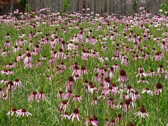 {Echinacea simulata}